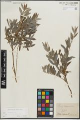 Foto von Salix repens subsp. rosmarinifolia (L.) Andersson